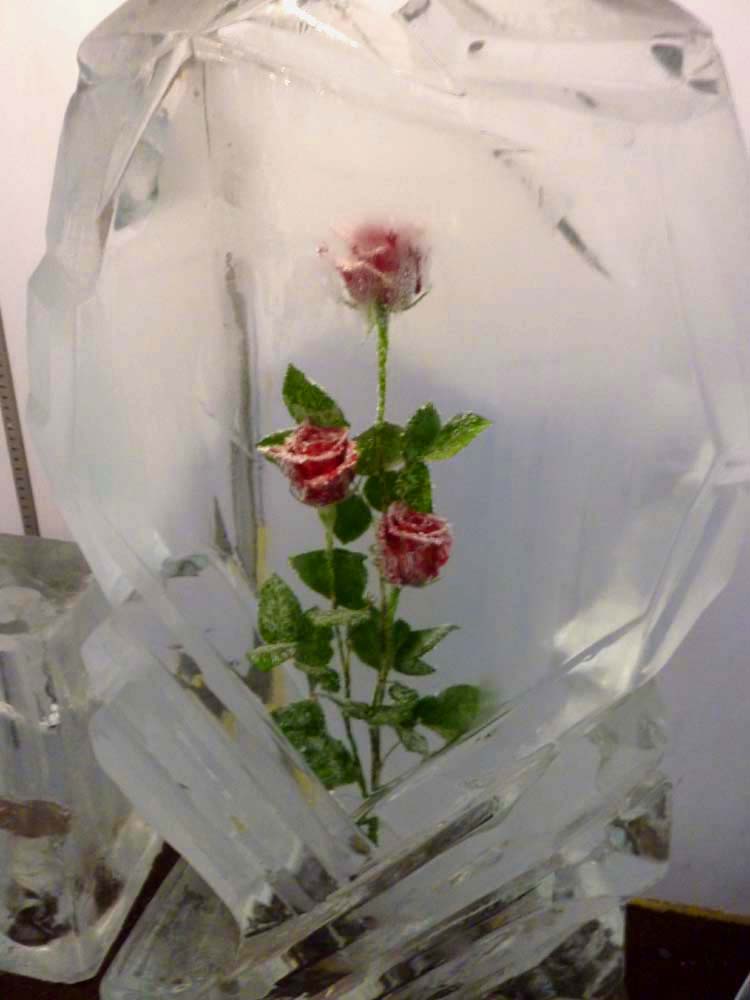 Roses Frozen in Time